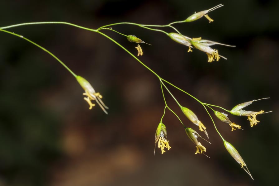 Poaceae: Aira caryophyllea